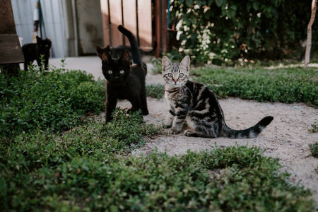 两只小猫坐在绿草丛中看着摄像机。