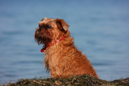 海滩 可爱的 宠物 夏天 动物 犬科动物 寻回者 猎犬 马耳他语