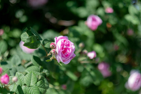 浪漫 粉红色 花园 颜色 自然 情人 植物 花的 花束 园艺