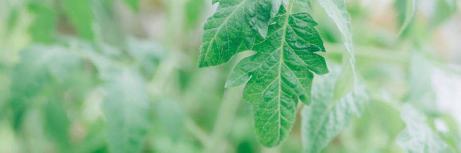 植物学 发芽 园艺 农事 温室 成长 植物 地面 幼苗 农场