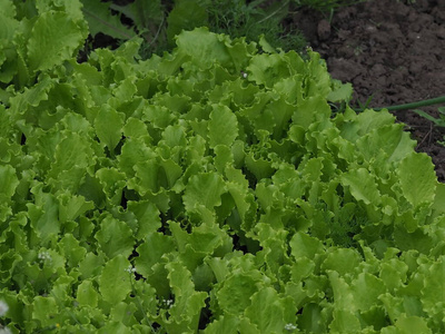 食物 春天 领域 收割 特写镜头 植物 自然 生菜 健康