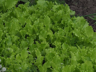 营养 植物 夏天 素食主义者 饮食 维生素 沙拉 健康 花园