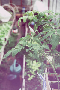 自然 番茄 发芽 环境 幼苗 地球 园艺 土壤 季节 蔬菜