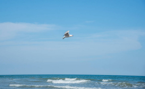 美丽的 海洋 西班牙 海滨 海鸥 自然 海岸 地中海 羽毛