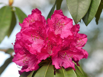 杜鹃花 花瓣 植物区系 美女 花园 树叶 春天 花的 卡托巴