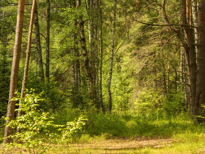 徒步旅行 树干 旅游业 公园 阳光 环境 神秘 自然 木材