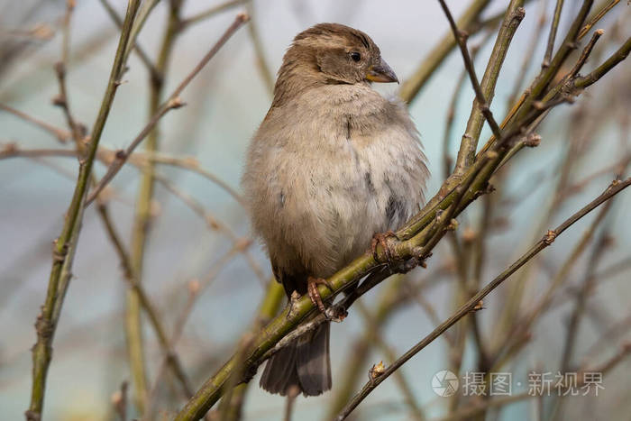 麻雀 欧洲 春天 动物群 雀形目 鸟类学 环境 美丽的 羽毛