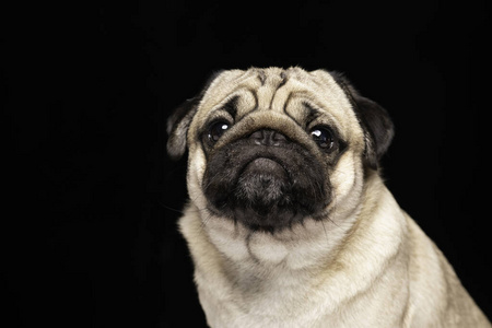 可爱的 肖像 有趣的 小狗 哈巴狗 可爱极了 宠物 演播室