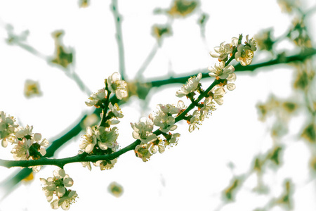 天空 花园 樱桃 植物 花瓣 自然 美女 植物区系 春天