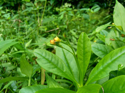 开花 美女 食物 花瓣 医学 特写镜头 生长 美丽的 粉红色