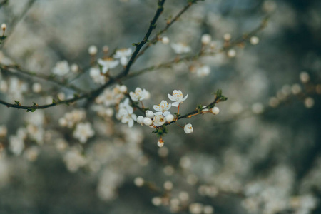 美丽的 春天 颜色 美女 花园 园艺 花瓣 植物学 季节