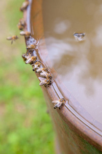 工人 养蜂 自然 夏天 养蜂场 生物学 养蜂人 蜂巢 蜜蜂