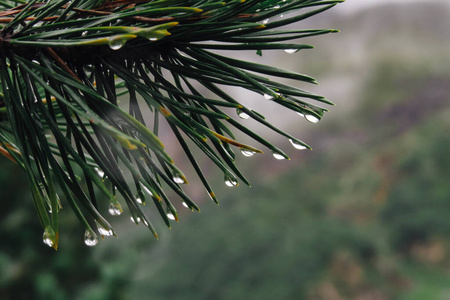 冷杉 花园 自然 分支 美丽的 夏天 植物 春天 雨滴 特写镜头