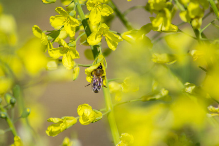 西兰花 蜜蜂 植物学 植物 盛开 园艺 春天 工人 季节