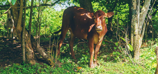 假日 夏天 亚洲 印度教 休息 假期 哺乳动物 牛肉 农事