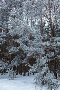 公园 新的 美女 自然 植物 冬天 天气 木材 降雪 美丽的