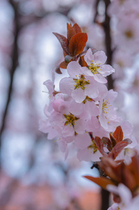 日本人 季节 粉红色 日本 分支 花的 樱花 花瓣 花园