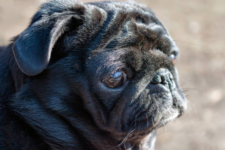 法国斗牛犬与哈巴狗杂交的照片相似素材图片 摄图新视界