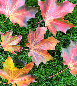 植物 季节 枫树 颜色 自然 花园 落下 十月 纹理 秋天