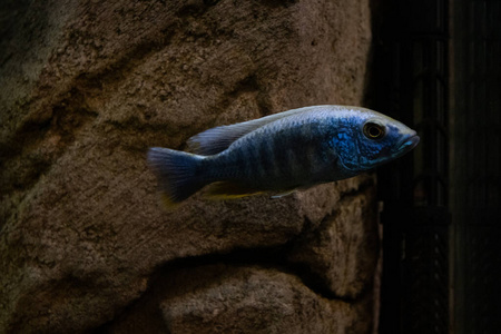 水下 艺术 纹理 三维 生活 野生动物 淡水 游泳 水族馆