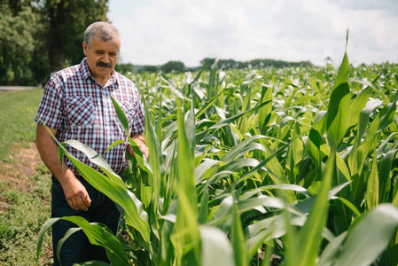 科学家 栽培 保护 科学 小麦 农民 领域 因特网 生长