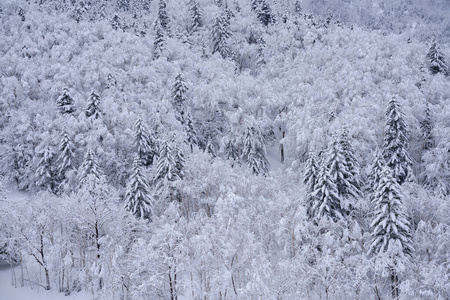 冬天 圣诞节 自然 北海道 旅行 天空 美丽的 木材 森林