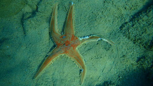 海底 浮潜 水下 潜水 地中海