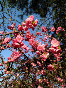 花瓣 季节 自然 日本人 樱桃 植物 粉红色 天空 植物区系