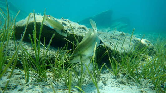 水下 地中海 海底 浮潜 潜水