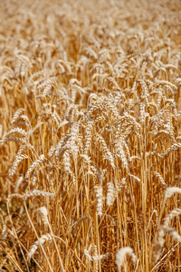 乡村 环境 风景 种子 小麦 食物 自然 墙纸 土地 耳朵