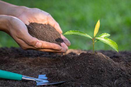 地面 人类 春天 古老的 园艺 发芽 土壤 新的 种植 幼苗