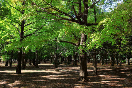 植物 徒步旅行 美丽的 季节 花园 环境 夏天 东京 风景