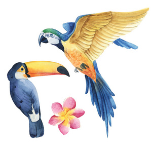 自然 打印 插图 绘画 艺术 丛林 水彩 鹦鹉 夏天 动物