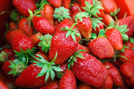 特写镜头 草莓 收获 农业 素食主义者 植物 水果 灌木