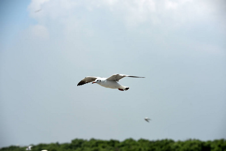 天空 夏天 飞行 野生动物 自然 自由 美丽的 动物 海鸥