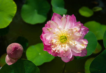 颜色 开花 亚洲 池塘 植物学 盛开 植物区系 自然 紫色