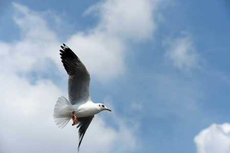 自然 羽毛 飞行 航班 鸡蛋 美女 天空 动物 海洋 自由