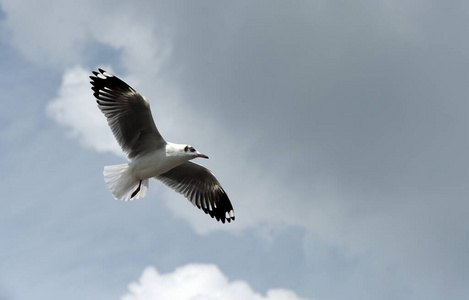 动物 海鸟 天空 自由 美丽的 美女 猛增 飞行 海洋 自由的