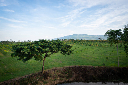 旅行 天空 森林 乡村 自然 瓷器 花园 夏天 风景 领域