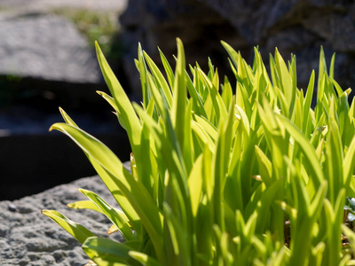 自然 草本植物 花园 早晨 领域 生长 环境 生态学 草地