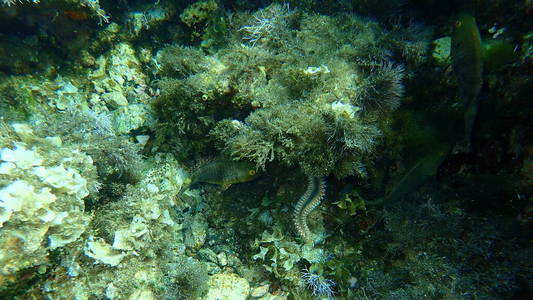 浮潜 地中海 潜水 海底 水下