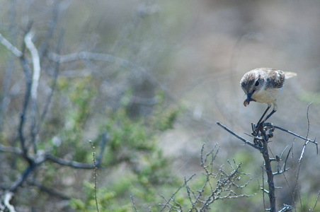 加那利群岛的石头聊天与食物的雏鸟。
