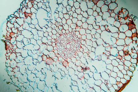 细胞 叶绿素 科学 水草 研究 组织学 显微镜检查 放大倍数
