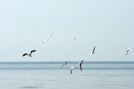 提示 野生动物 飞行 海鸥 美丽的 航班 自然 海岸 夏天