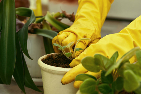 园丁手种花图片-园丁手种花素材-园丁手种花插画-摄图新视界