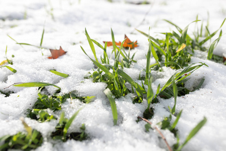 青草上的雪照片
