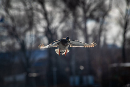 飞绿头鸭鸭绿头鸭飞冬季自然行动生活照片