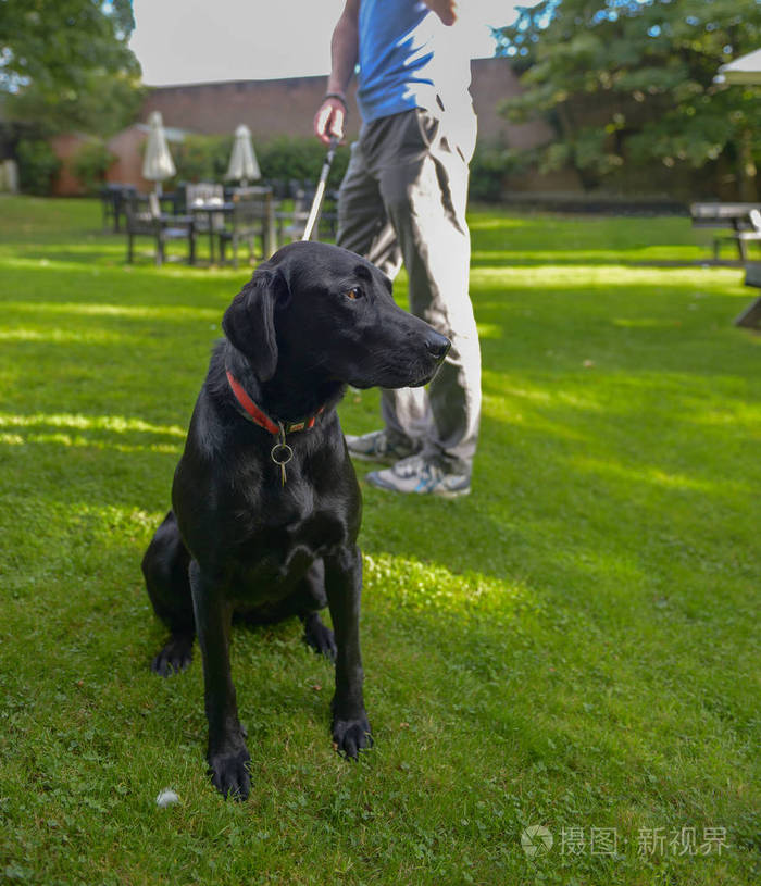牵着一只拴着皮带的黑狗的人