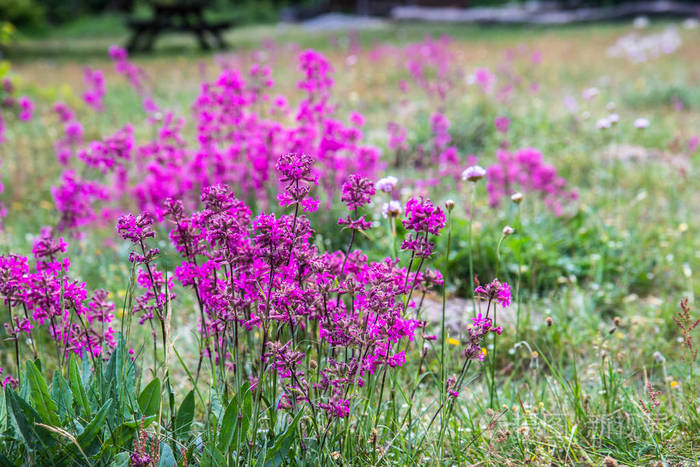 粉红色 春天 欧洲 盛开 颜色 火焰 花园 夏天 植物 领域