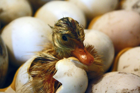 孵化室小鸭从孵化室孵化出来.照片